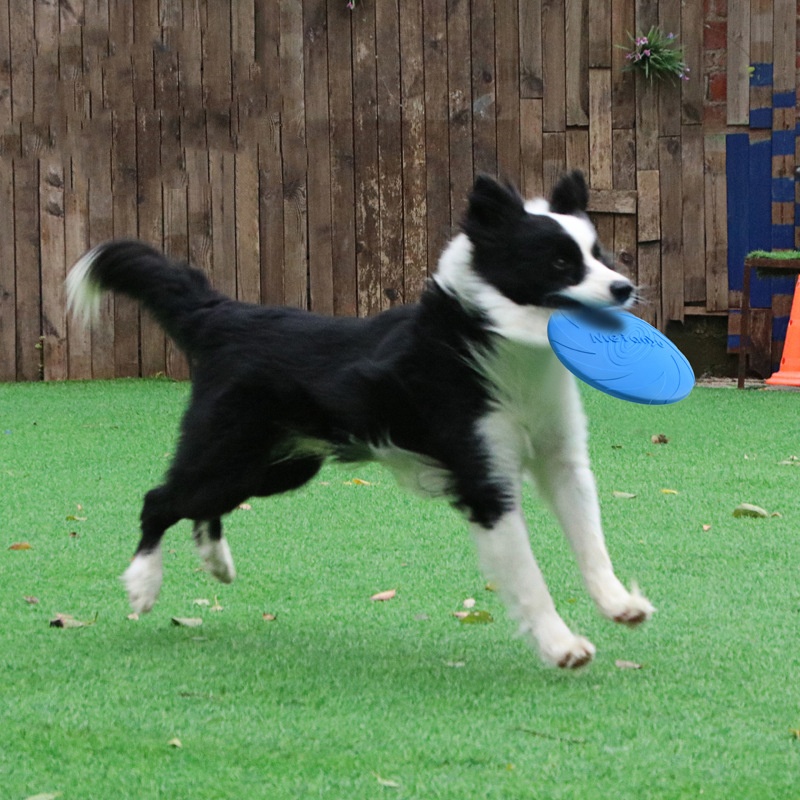 물림 방지 플라잉 디스크 장난감, 다기능 애완견 훈련용 - Flying Disc Dog Training Toy 리뷰 및 가격